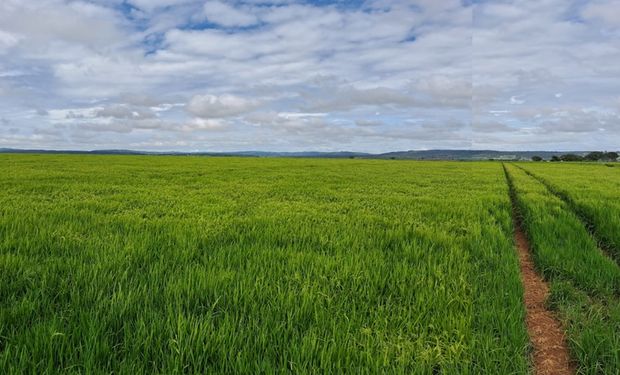 Inserção da cultura sob pivô elevou de 3 mil, para 15 mil ha a área plantada. (Foto - Sebastião Araújo/Embrapa)