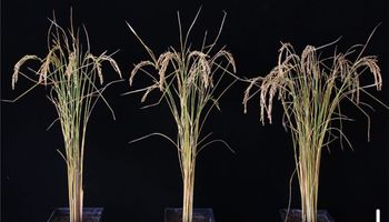 Proteína do crescimento humano triplica produção de arroz em estufa