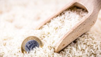 Área semeada com arroz tem redução de 12% no RS, diz IRGA