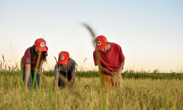 Ministro Paulo Pimenta, da Comunicação Social, voltou a elogiar a produção de arroz orgânico do MST, mas ela representa apenas 0,14% do cultivo do produto no país.