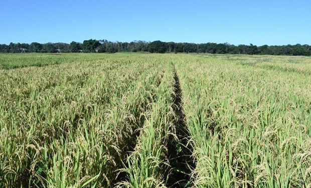 A safra brasileira 2020/21 produziu 1,4 milhão de toneladas a mais que o consumo. (foto - Embrapa)