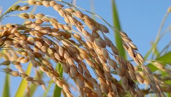 El súper arroz que rinde el doble y se vende bien afuera