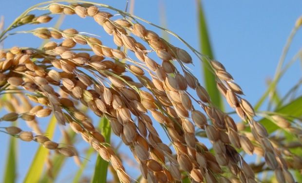 En el país se siembran unas 200.00 hectáreas de arroz.
