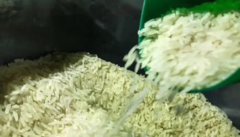 Para evitar especulação, Procon-SP passa a monitorar preços do arroz 