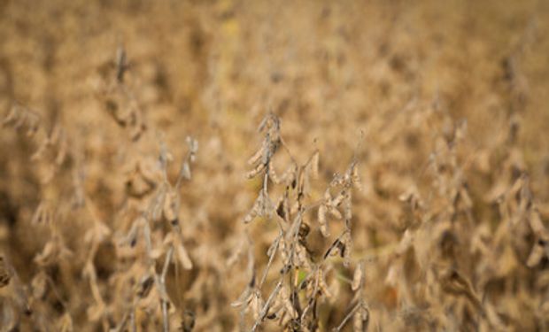 Na Zona Sul do RS, a porcentagem é de 99,10% da área prevista. (foto - Sistema CNA/Senar)