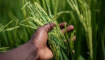 IBGE estima menor safra de arroz em mais de 20 anos