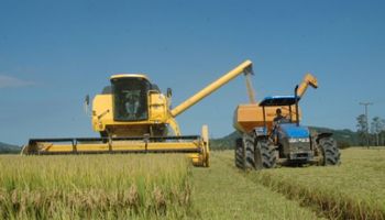 SC abre colheita de arroz com previsão de 1,24 milhão de toneladas