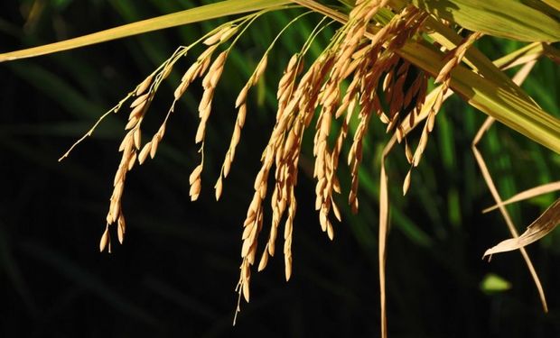 Área de arroz na safra 2024/2025 terá crescimento de 5,3%, projeta Irga