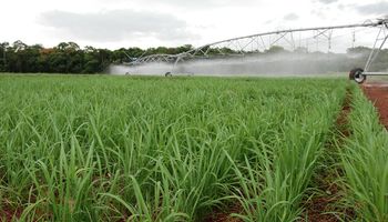 Entenda como o arroz de terras altas pode ajudar no abastecimento do Brasil