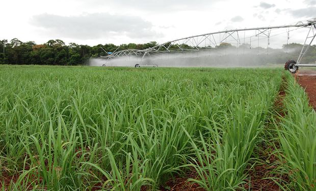 Entenda como o arroz de terras altas pode ajudar no abastecimento do Brasil