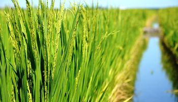 Advierten una crisis sostenida para el arroz y el sector bovino entró en alerta
