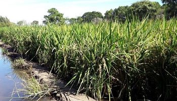 El arroz, con mejores rindes y buena rentabilidad en Santa Fe