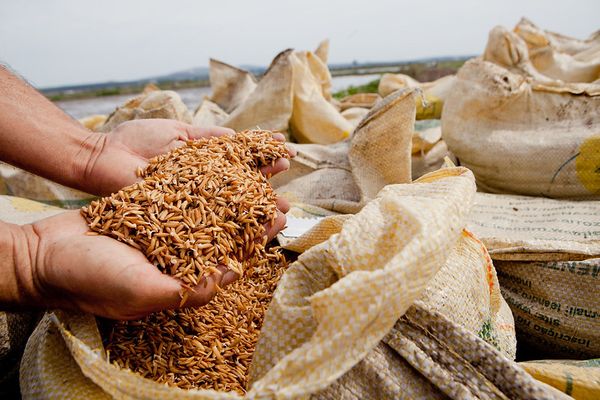 arroz_agricultura