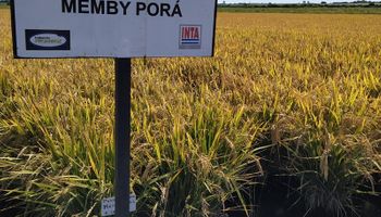 El INTA desarrolló una nueva variedad de arroz que se destaca por su adaptación al clima templado