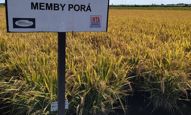 El INTA desarrolló una nueva variedad de arroz que se destaca por su adaptación al clima templado