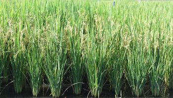 Se perdieron 4 mil hectáreas de producción de arroz por las inundaciones en Corrientes