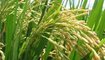 Entre Ríos: la producción de arroz creció 12.600 toneladas respecto al año anterior