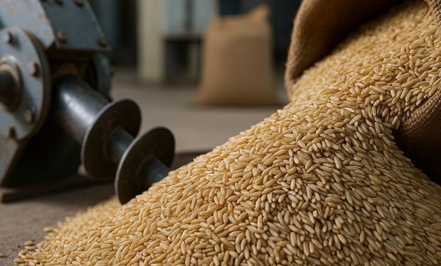 Com preços abaixo do custo, Federarroz orienta produtores do RS a vender arroz ao governo