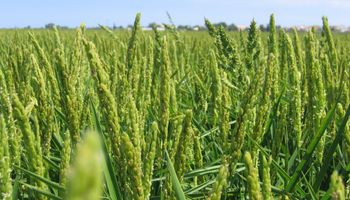 Productores de arroz aseguran que dejaron de ser competitivos