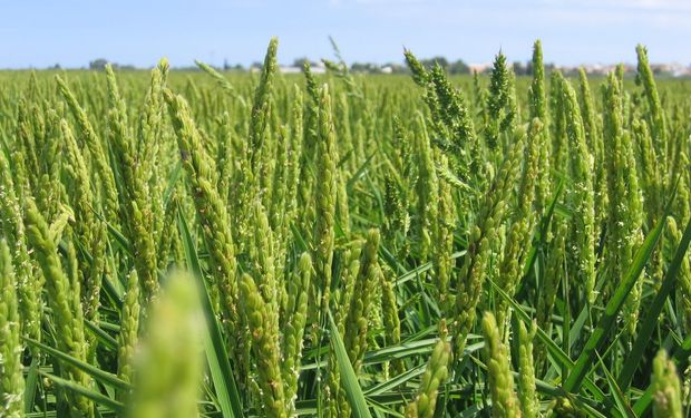 Productores de arroz aseguran que dejaron de ser competitivos.