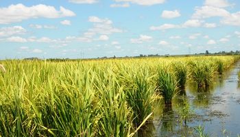 Registran una semilla de arroz con alta resistencia a herbicidas 