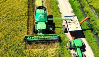 Com preços em queda, Conab lança pacote de R$ 300 milhões para segurar arroz no campo