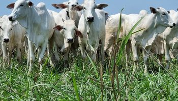 Mapa e Embrapa investem no zoneamento da produção forrageira para pecuária