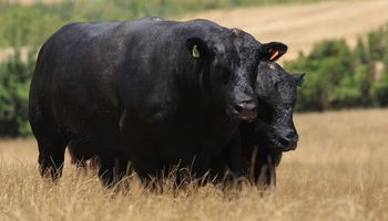 Novo selo premium promete turbinar o mercado de carnes especiais no Brasil