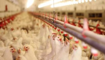 Após mais de um ano, China retoma importação de frango do RS 