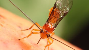 Embrapa registra vespa nativa capaz de controlar moscas-das-frutas