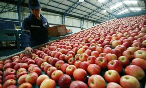 Las exportaciones de manzana y pera del Alto Valle representan la mitad de las exportaciones de fruta frescas del país.