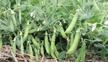 Destacan el potencial de una producción del agro que ya cubre más de 700.000 hectáreas con ingresos por US$ 600 millones