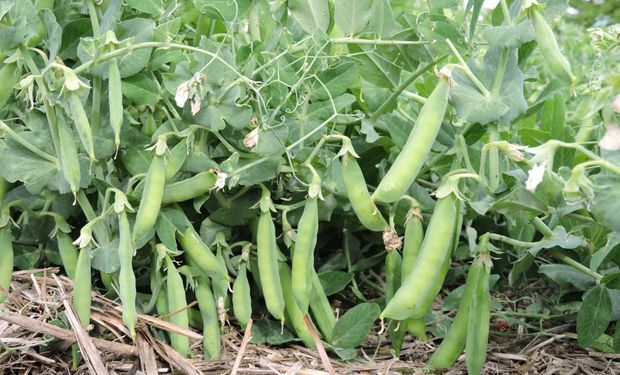Destacan el potencial de una producción del agro que ya cubre más de 700.000 hectáreas con ingresos por US$ 600 millones