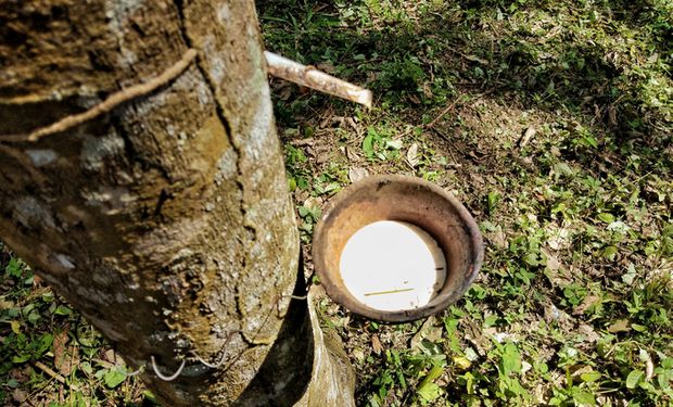 Conab garante preços mínimos a borracha, maracujá, feijão caupi, banana, juta e cacau