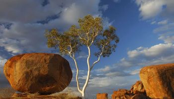 Cientistas australianos encontram ouro brotando em árvore