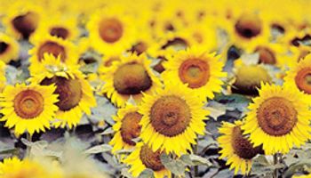 Comenzó a mejorar el precio del aceite de girasol 
