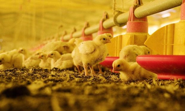 Autorizan la importación de vacuna clave para la industria avícola