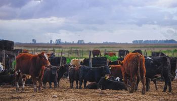 Estrés por calor en bovinos: recomendaciones para reducir el impacto