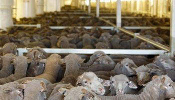 16.000 cabezas de ganado en el limbo: el barco que sigue en Australia a la espera de una definición