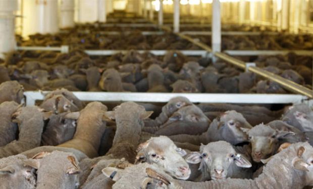 16.000 cabezas de ganado en el limbo: el barco que sigue en Australia a la espera de una definición