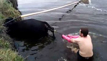 Video: un veterinario asistió el parto de una vaca que cayó a un canal y la salvó