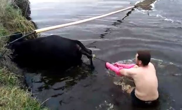 Video: un veterinario asistió el parto de una vaca que cayó a un canal y la salvó