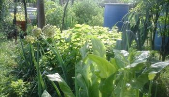 Cómo asociar cultivos en la huerta y para qué sirve