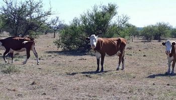 La sequía genera daños en Corrientes y declaran la emergencia agropecuaria