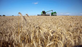 Clave para el trigo: cómo saber si el precio conviene y las estrategias de un experto para alejar riesgos