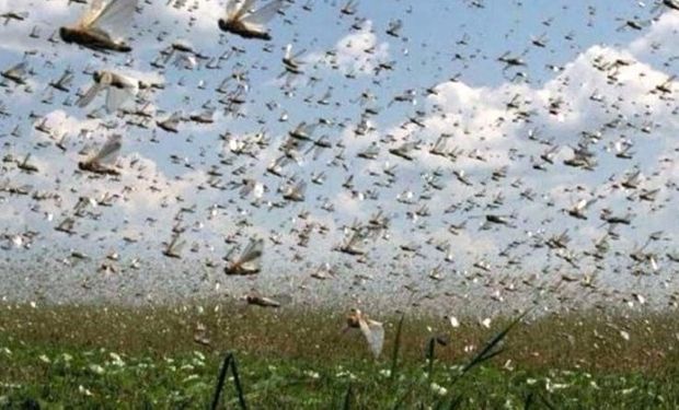 Si las corrientes las arrastran podrían llegar al sur de Salta.