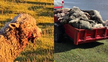 El brutal ataque de perros salvajes que mató a 120 corderos de una escuela agrotécnica: "El trabajo de alumnos y docentes está destruido"