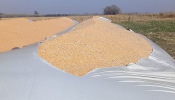Ataques a silo bolsas: denuncian nuevos actos vandálicos contra productores de soja y maíz