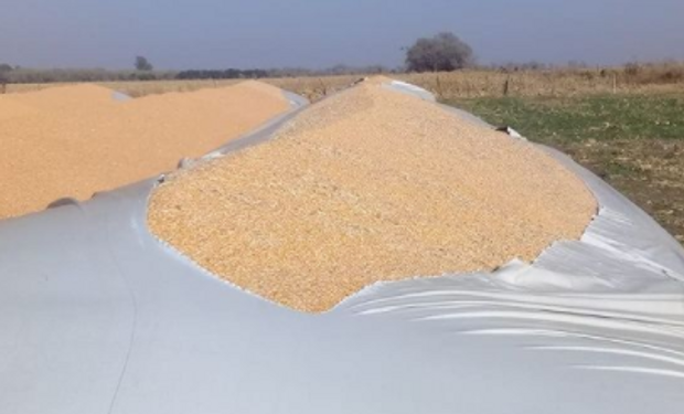 Ataques a silo bolsas: denuncian nuevos actos vandálicos contra productores de soja y maíz