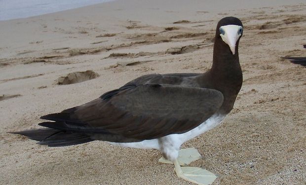 Desta vez, a espécie é um Atobá-pardo (Sula leucogaster), outra espécie migratória de ave marinha.